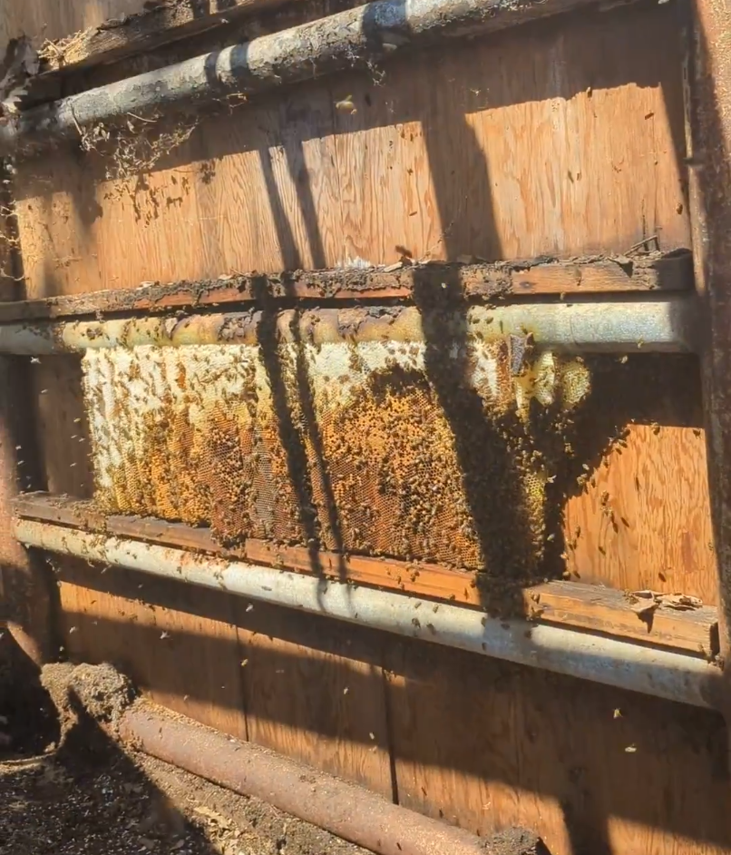 Beekeeper performing live bee removal at Gone Country Farms