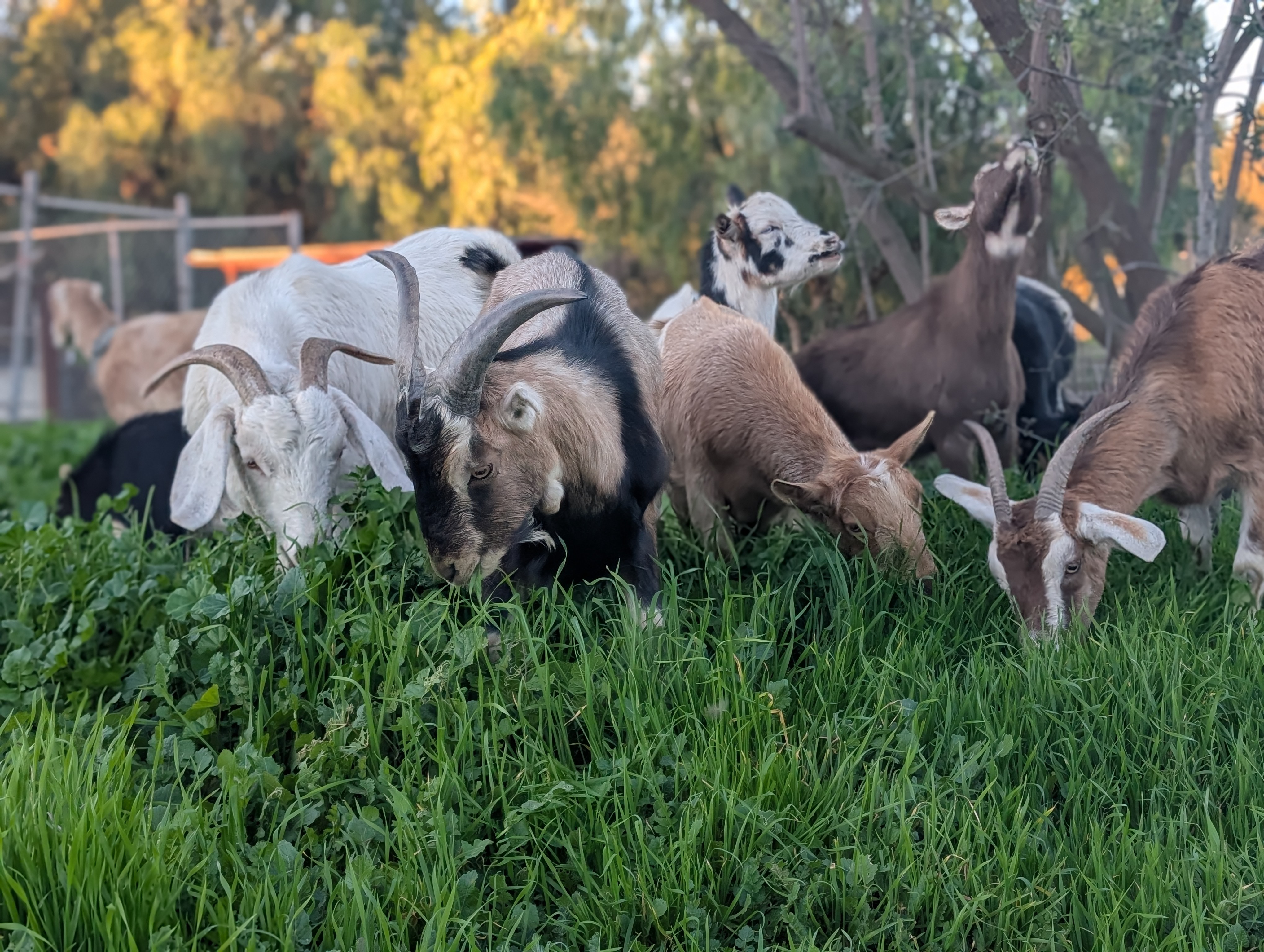 Goat herd clearing brush and vegetation for land management