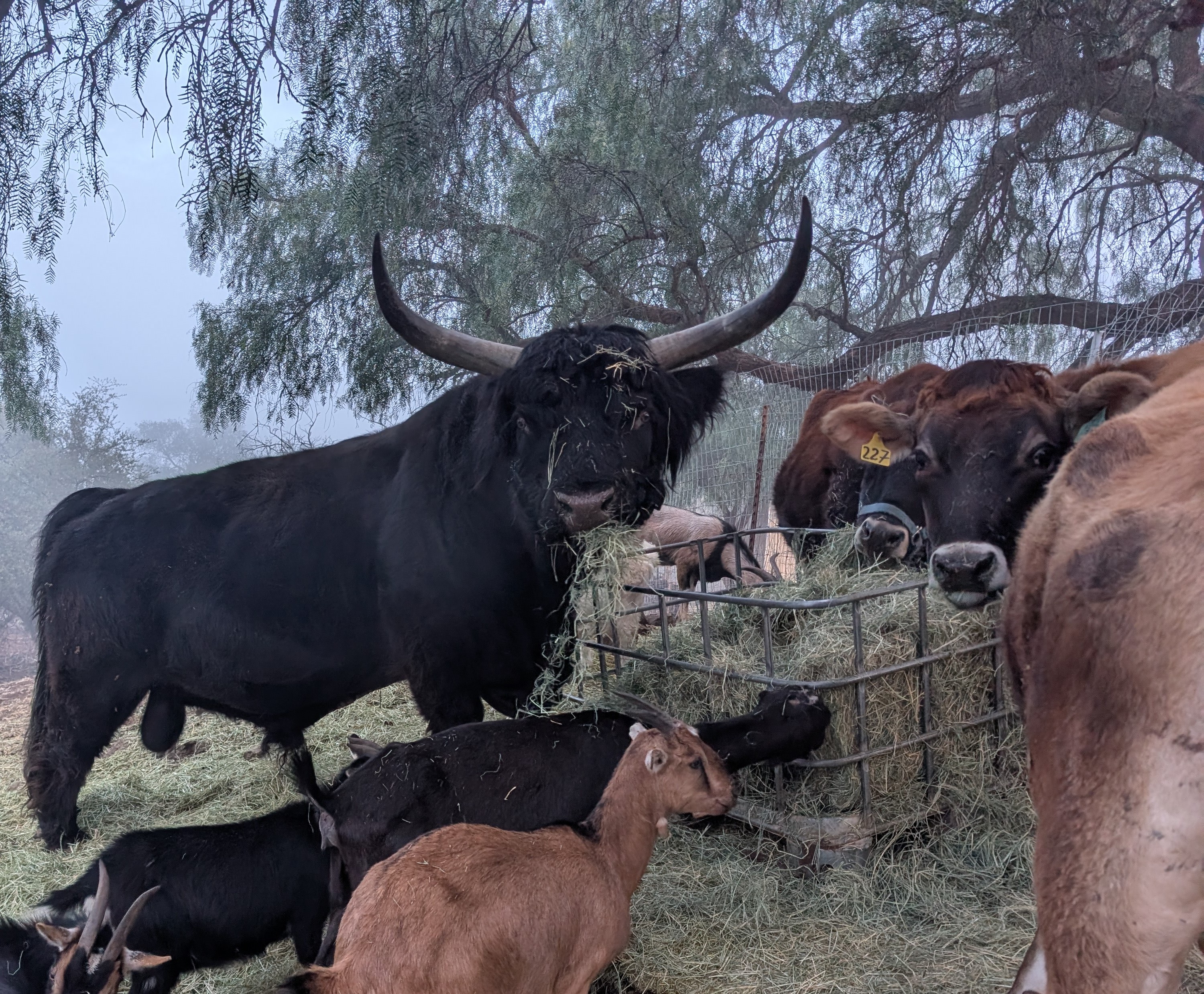 Sampson the bull standing in the pasture at Gone Country Farms