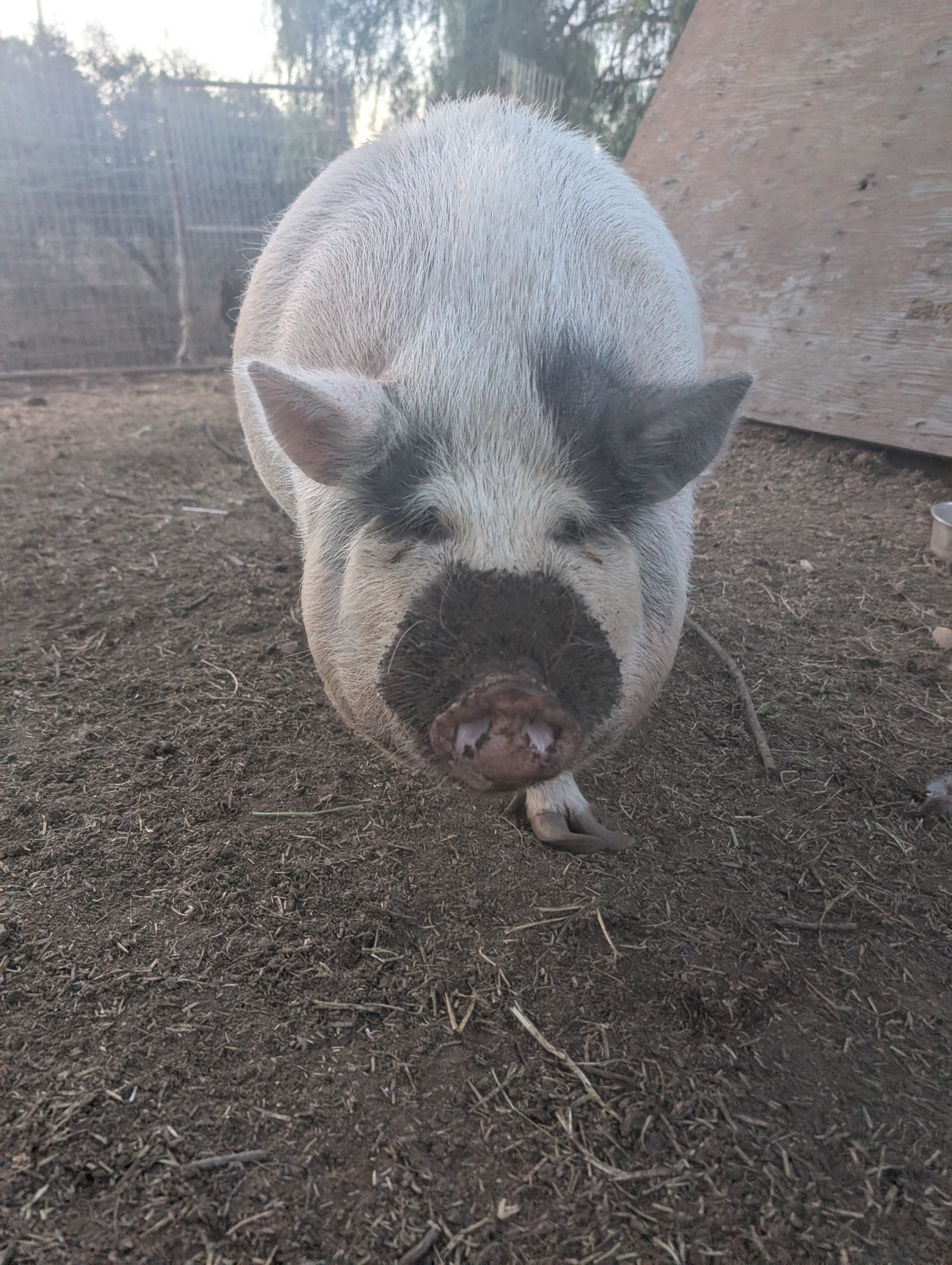 Bacon the pig with muddy face