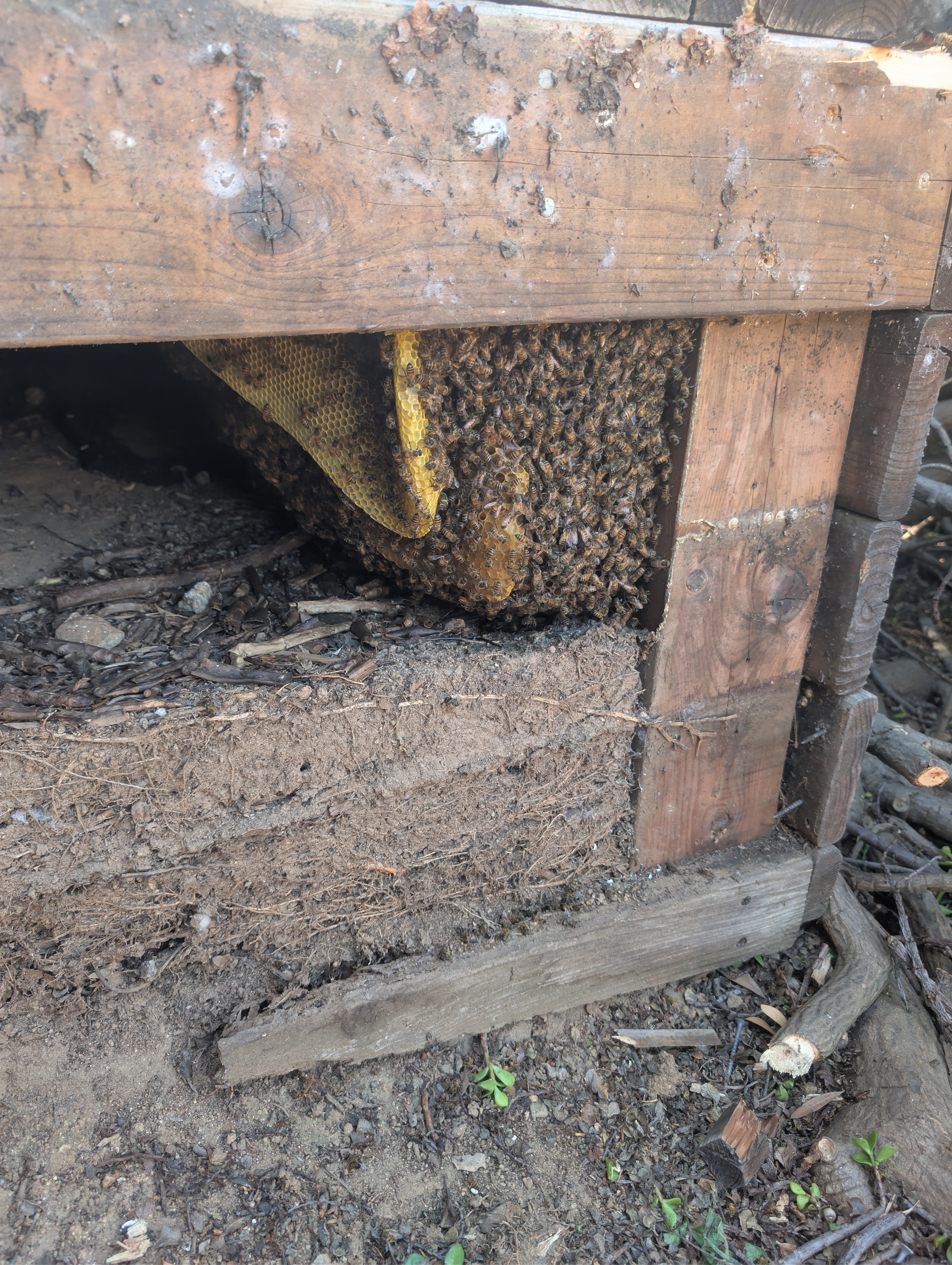 Swarm trap and bee removal services at Gone Country Farms