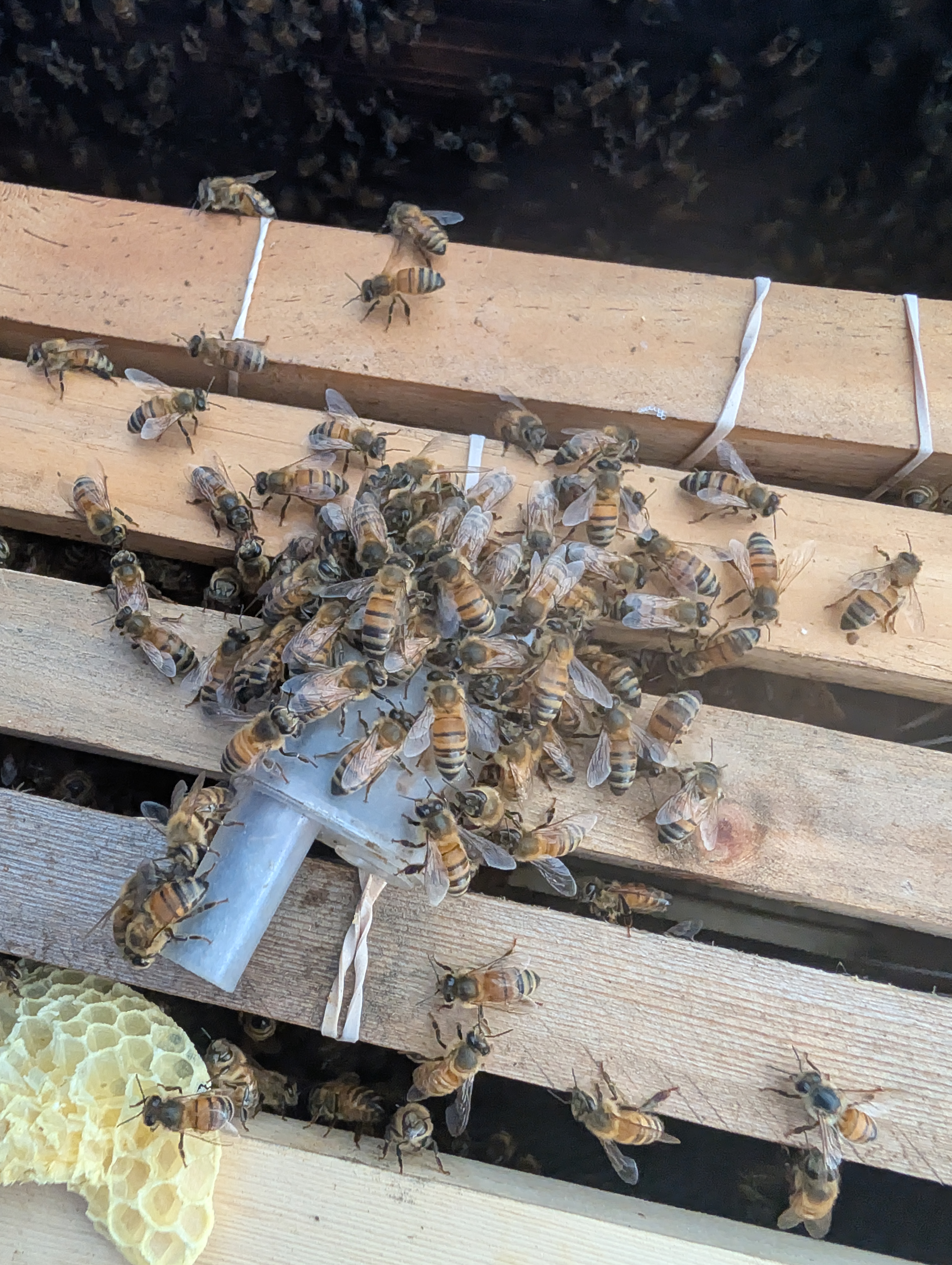 Honeybees on honeycomb