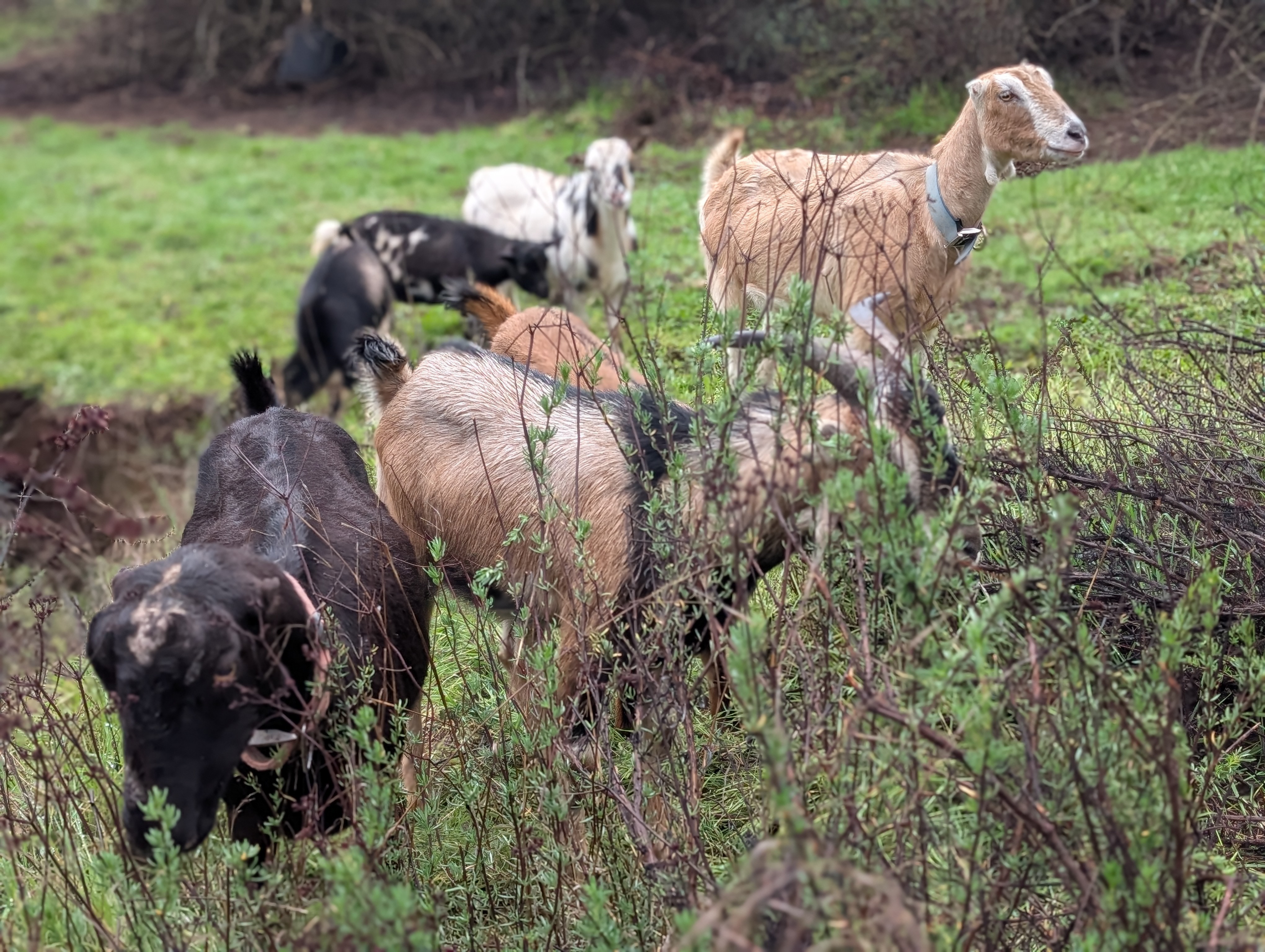 Dairy goat herd grazing