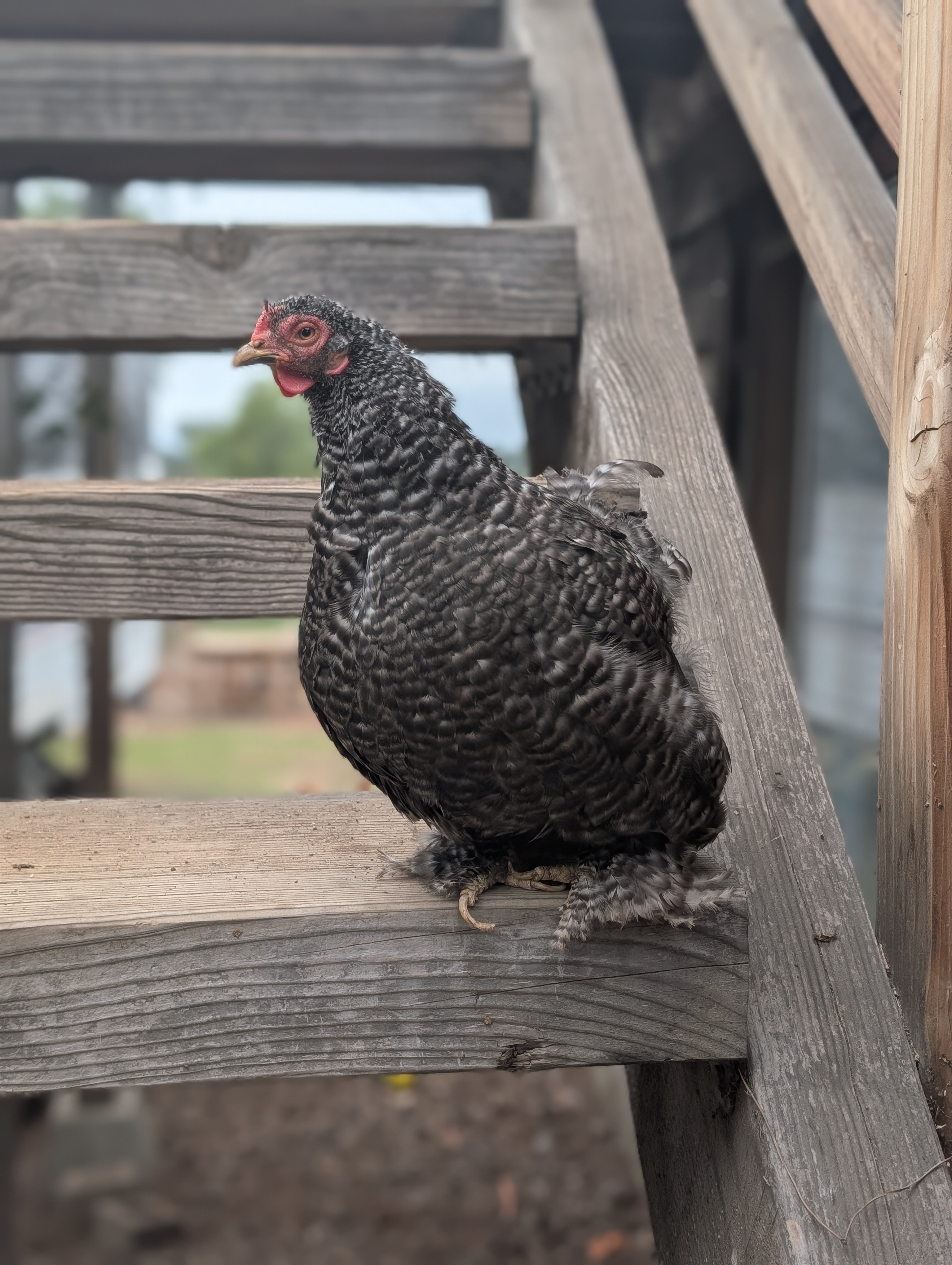 Bantam chicken in clean coop environment