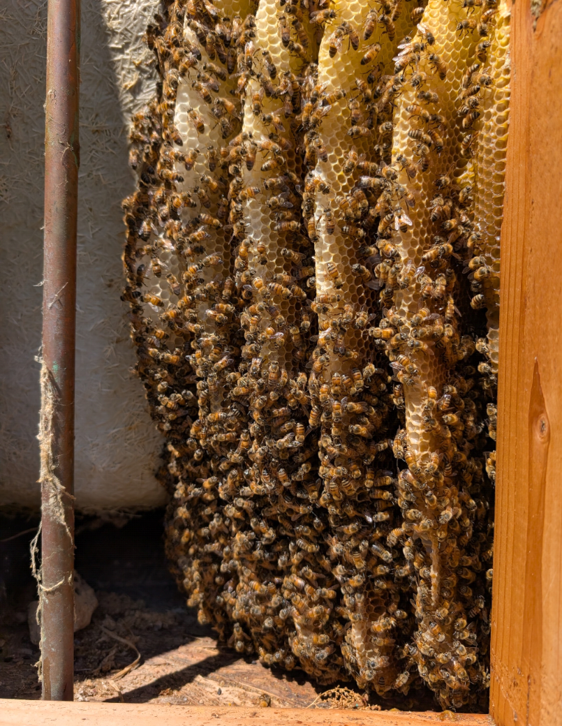 Professional bee removal and hive management services in San Diego County