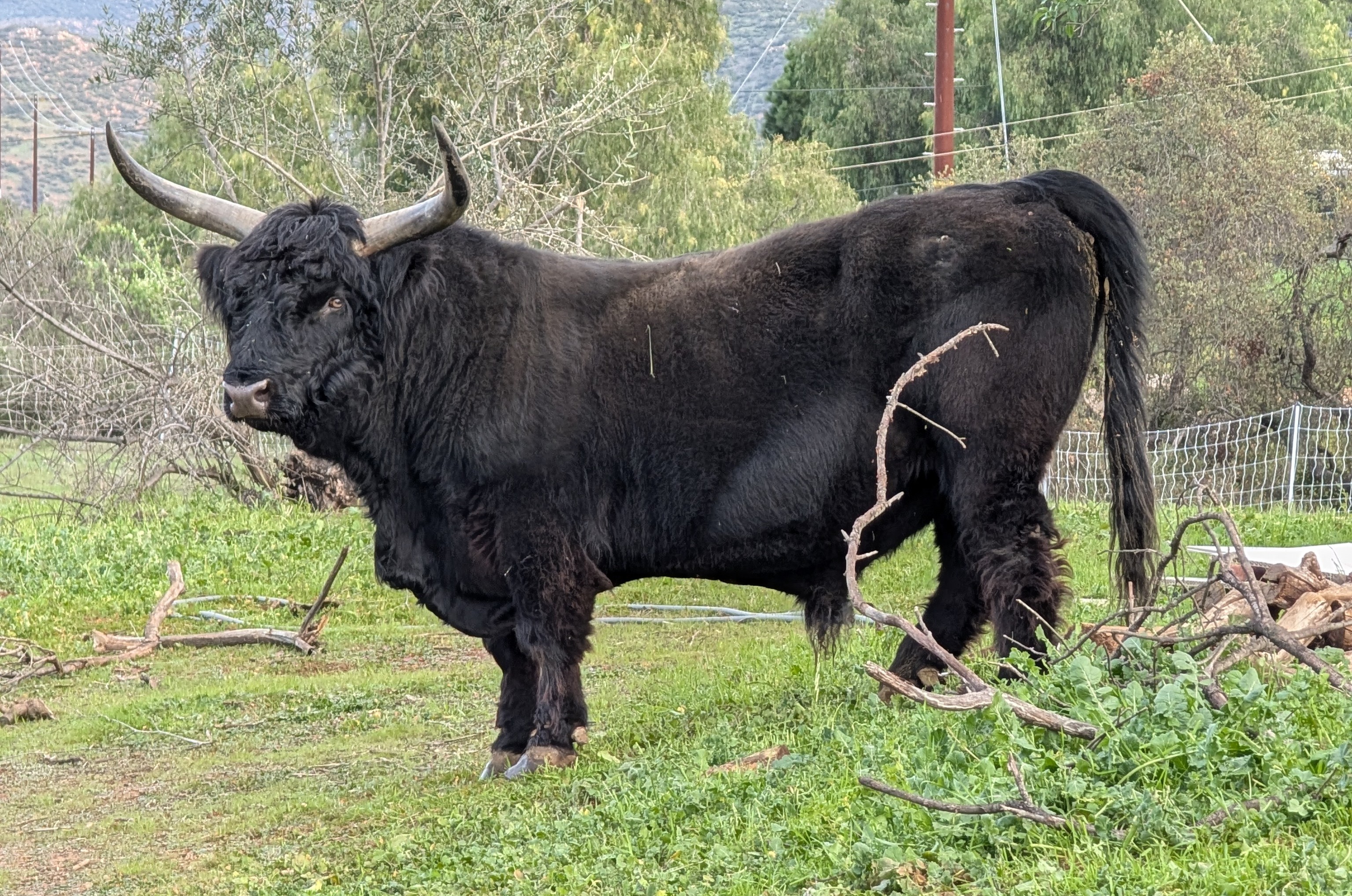 Sampson the breeding bull standing in pasture